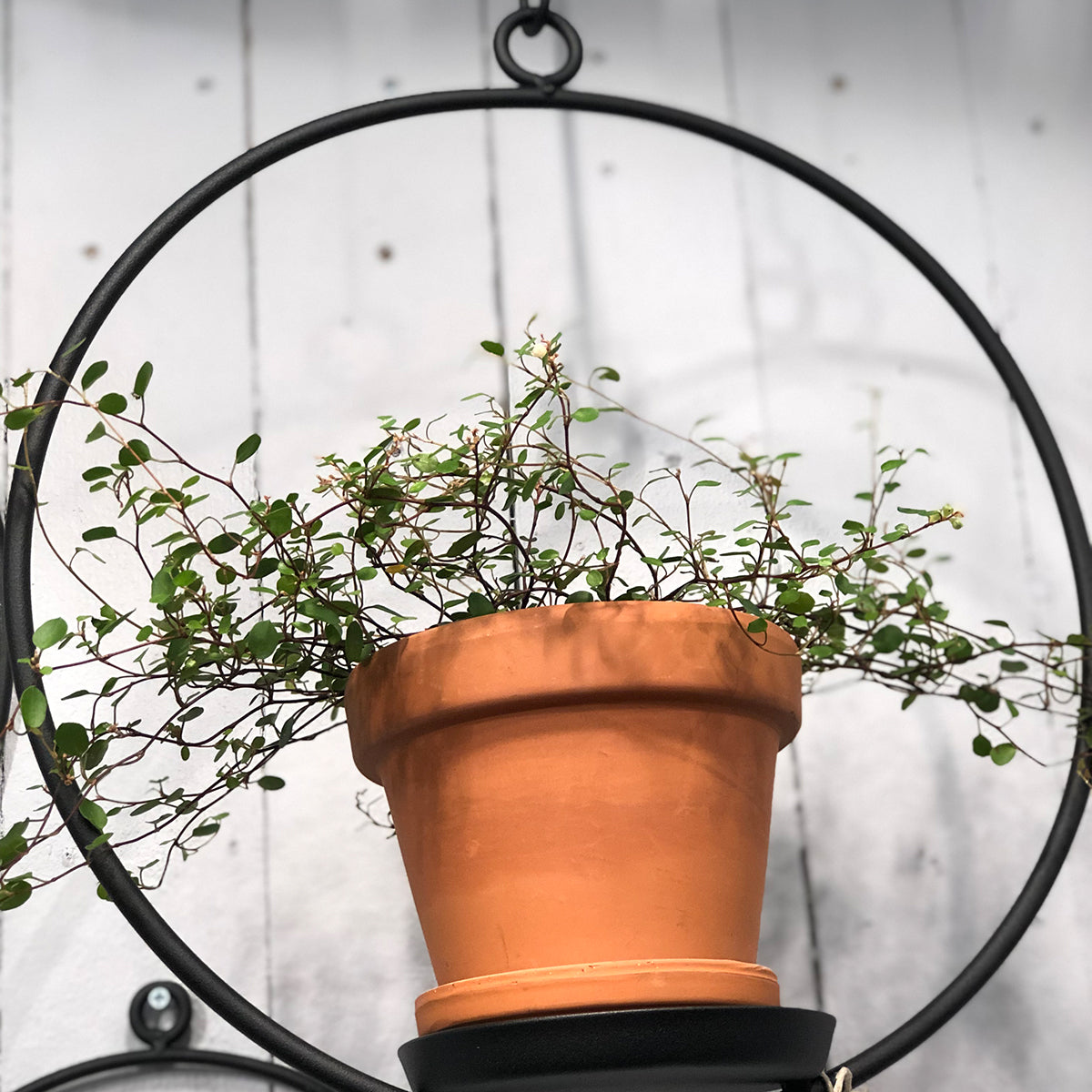 Ring für Blumentopf / Blockkerze in schwarz - athomewithpaula