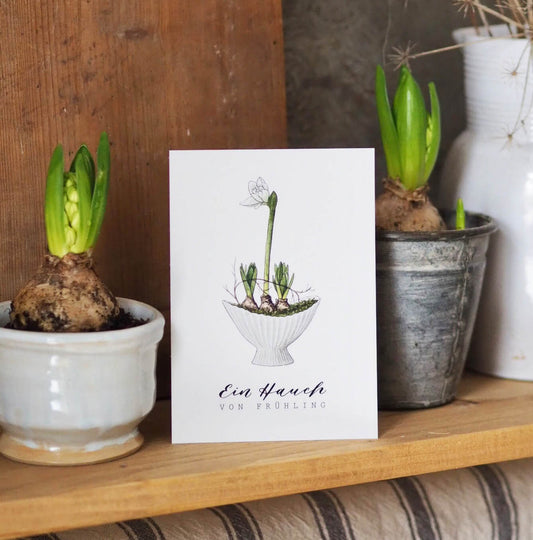 Frollein Lücke Postkarte "Amaryllis"