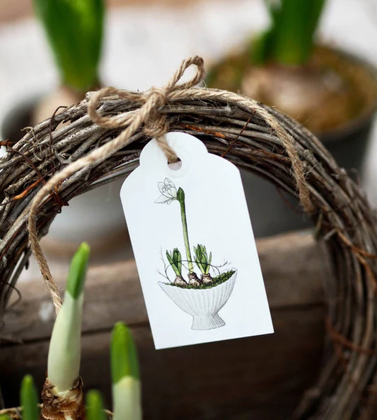 Frollein Lücke Geschenkanhänger "Amaryllis"